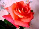 Court Jester rose photo