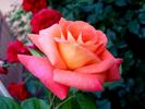 Court Jester rose photo