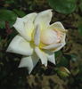 La Favorite rose photo