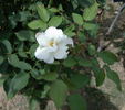 Candeur Lyonnaise rose photo