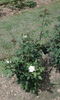 Candeur Lyonnaise rose photo