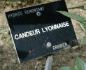 Candeur Lyonnaise rose photo