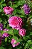 Agar rose photo