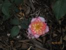 Rosy Dawn rose photo