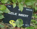 Madame Azélie Imbert rose photo