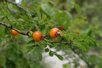 <i>Rosa sericea</i> Wall. ex Lindl. rose photo