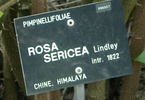 <i>Rosa sericea</i> Wall. ex Lindl. rose photo