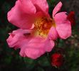 Isobel rose photo