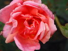 Madame Nicolas Aussel rose photo