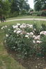 Candeur ® rose photo