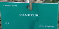 Candeur ® rose photo