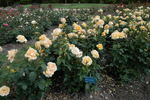 Barbara Hendricks rose photo
