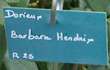 Barbara Hendricks rose photo