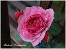 Vitalrose Madame Pompadour rose photo