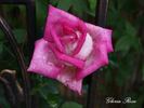 Vitalrose Gloria Rosé rose photo