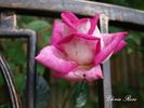 Vitalrose Gloria Rosé rose photo