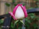 Vitalrose Gloria Rosé rose photo
