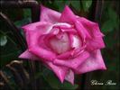 Vitalrose Gloria Rosé rose photo