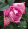 Vitalrose Gloria Rosé rose photo