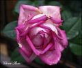 Vitalrose Gloria Rosé rose photo