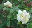 Madame Azélie Imbert rose photo