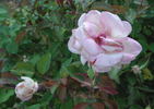 Jean Ducher rose photo
