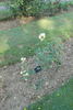 Ami Léon Pin rose photo