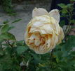 Ami Léon Pin rose photo