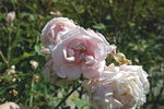 Marguerite Desrayaux rose photo