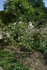 Marguerite Desrayaux rose photo