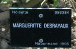 Marguerite Desrayaux rose photo