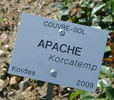 Apache rose photo