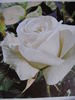 Matterhorn ® rose photo