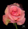 Natali ® rose photo
