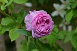 Gaspard Monge rose photo