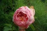 Zitronenrose rose photo