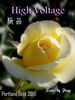 High Voltage rose photo