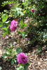 Souvenir of Wootton rose photo