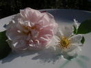 Baletka rose photo