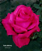 Paddy McGredy rose photo
