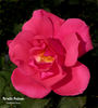 Pernille Poulsen ® rose photo