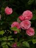 Allerhop rose photo