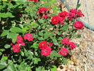 Warm rose photo