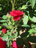 Warm rose photo