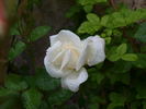 Casa Blanca rose photo