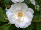 Casa Blanca rose photo