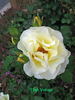 High Voltage rose photo