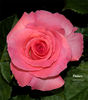 Pleasure rose photo