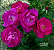 Purple Heart ™ rose photo