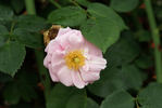 Mrs. F.F. Prentiss rose photo